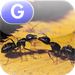 Ants, Ants, and More Ants - LAZ Reader [Level G–first grade]